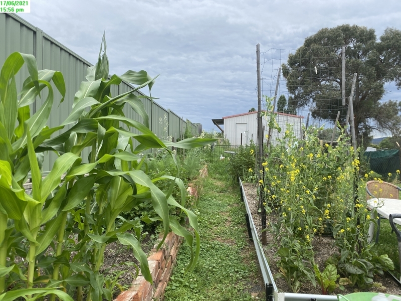 Top Location – Vege Gardens 14